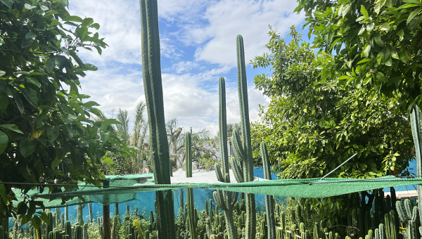 El impacto de la luz solar en el crecimiento de los Trichocereus