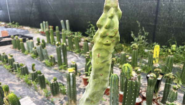 Trichocereus Permacultura Sostenibles
