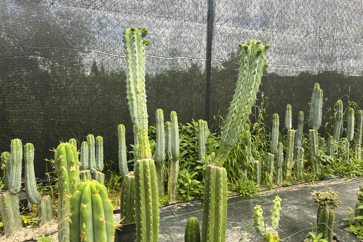 Fotografía Trichocereus