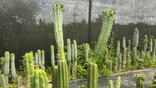 Fotografía Trichocereus