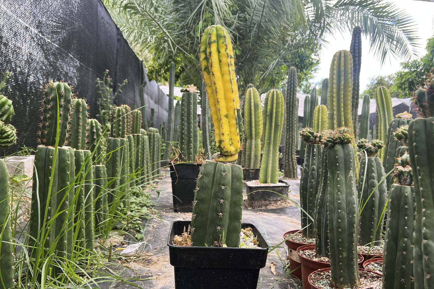 pH del suelo Trichocereus