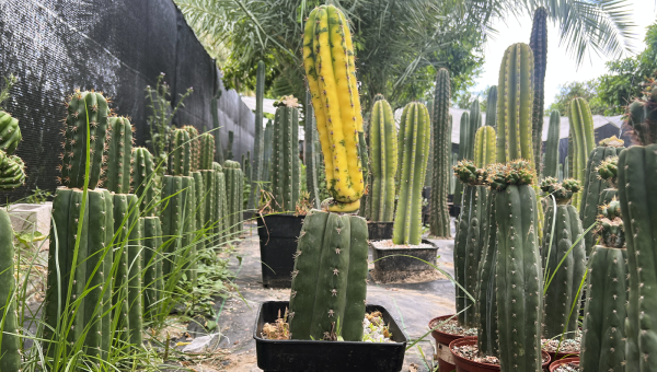 pH del suelo Trichocereus