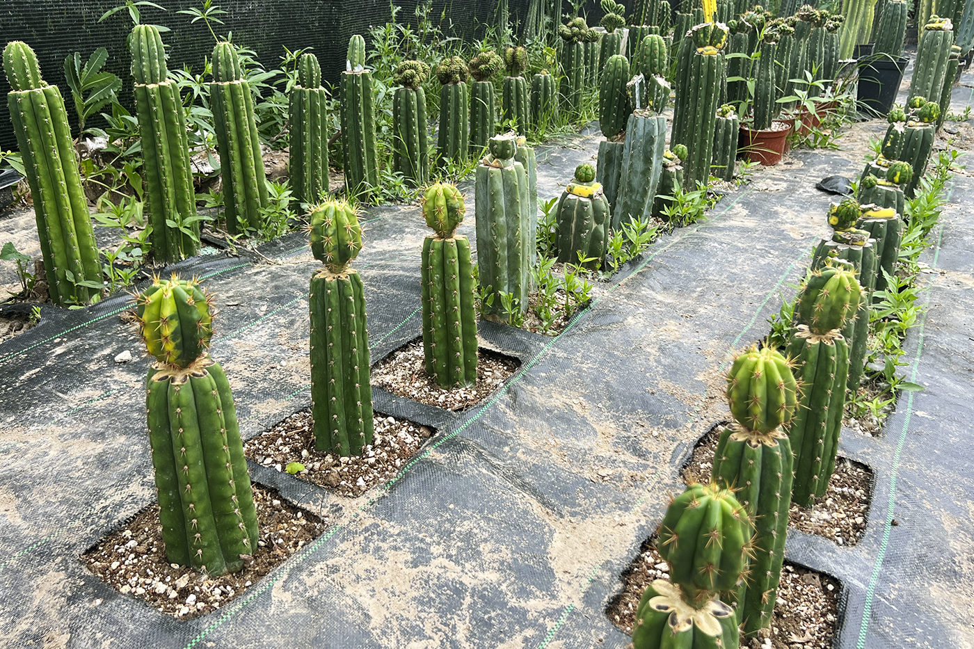 Sustratos Trichocereus