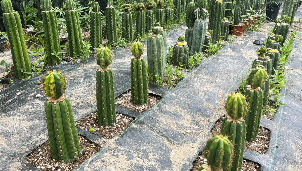 Sustratos Trichocereus