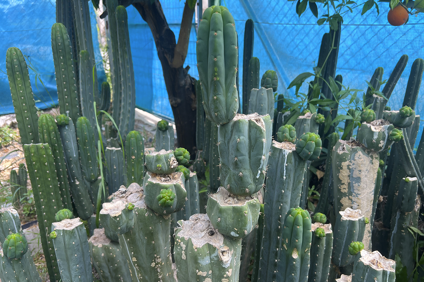 Guide Fungal Diseases Cacti