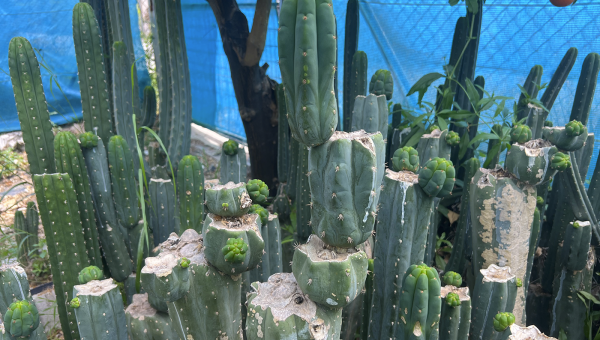 A Complete Guide to Fungal Diseases in Cacti: How to Prevent and Treat Them