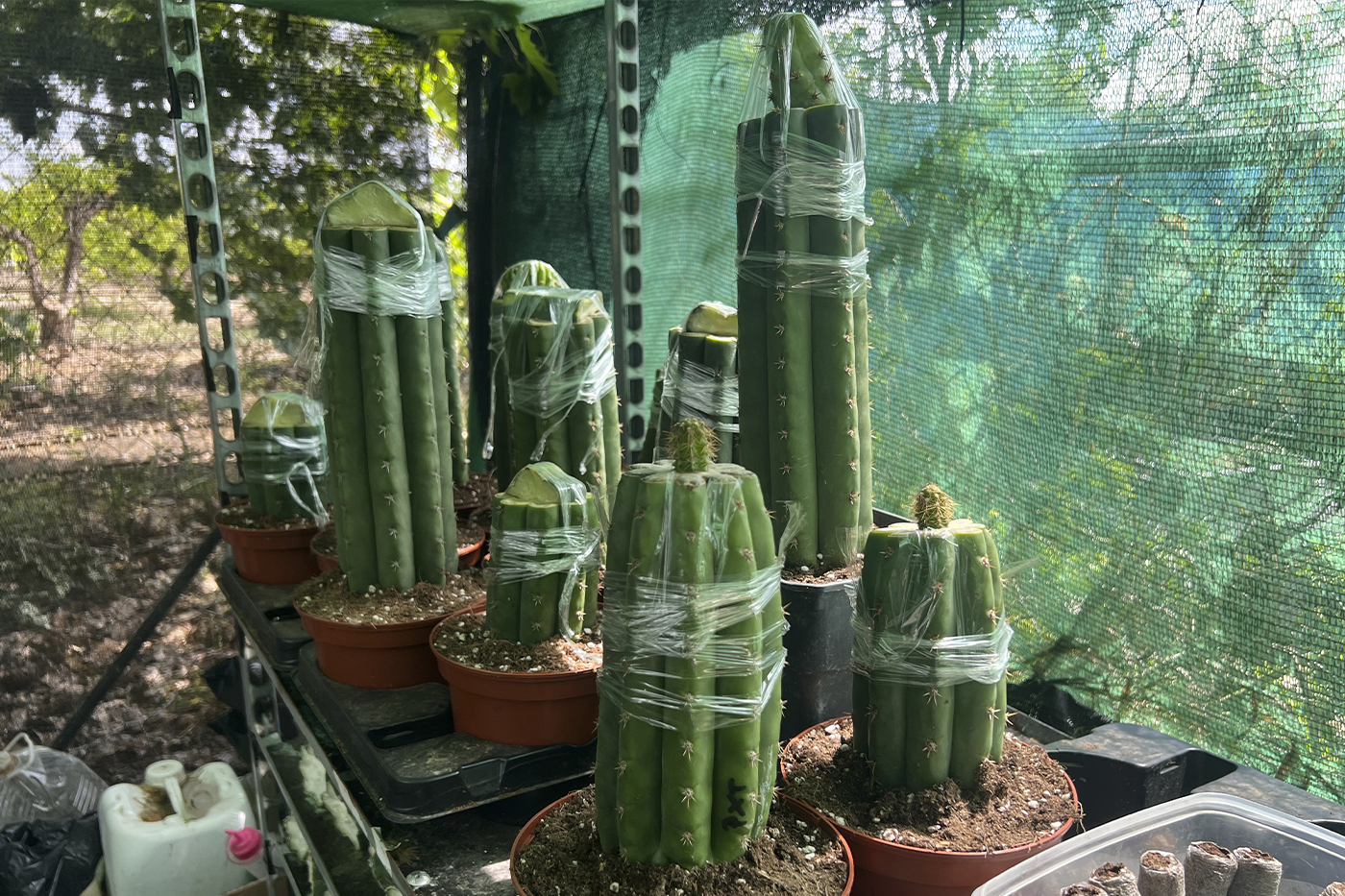 Trichocereus Rootstock