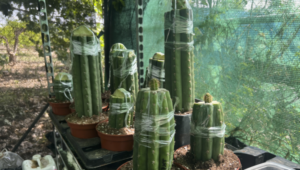 Trichocereus Rootstock