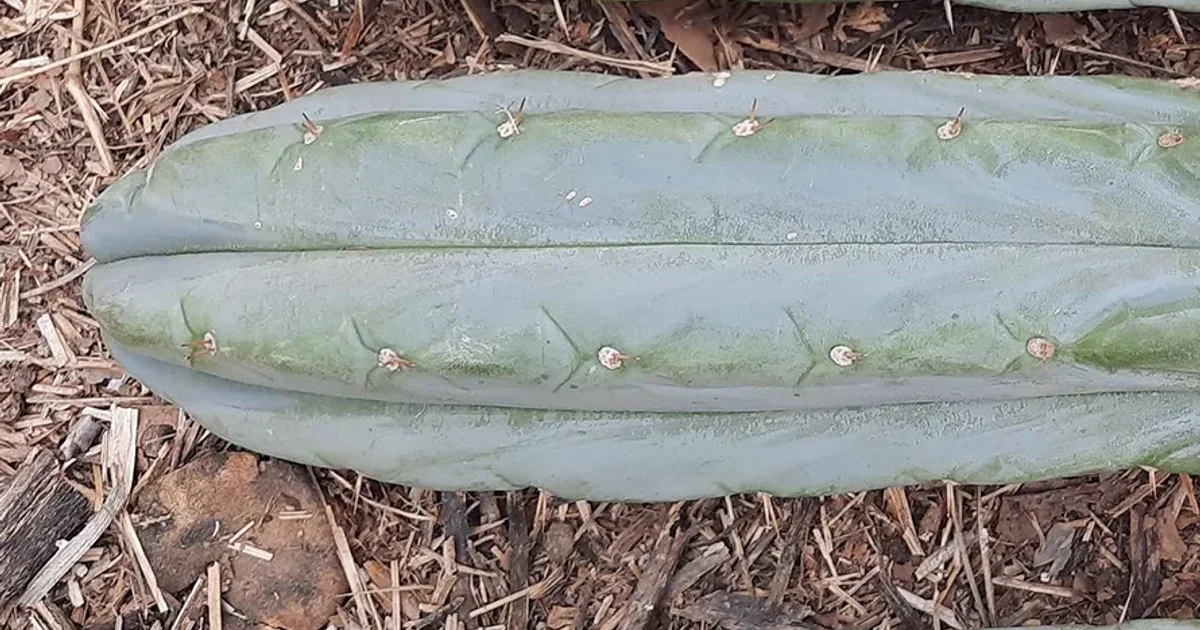 kaktus online Kaktus Bolcactus Mix Ø8,5cm kaufen online Terrakotta kaufen