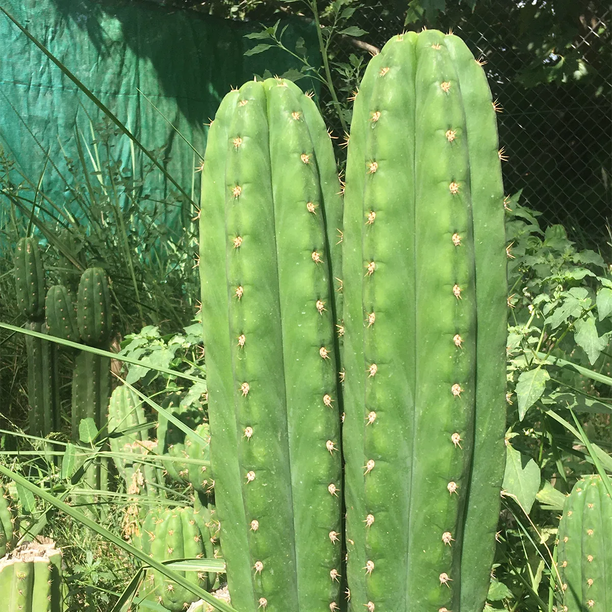 Perché il Trichocereus Pachanoi?