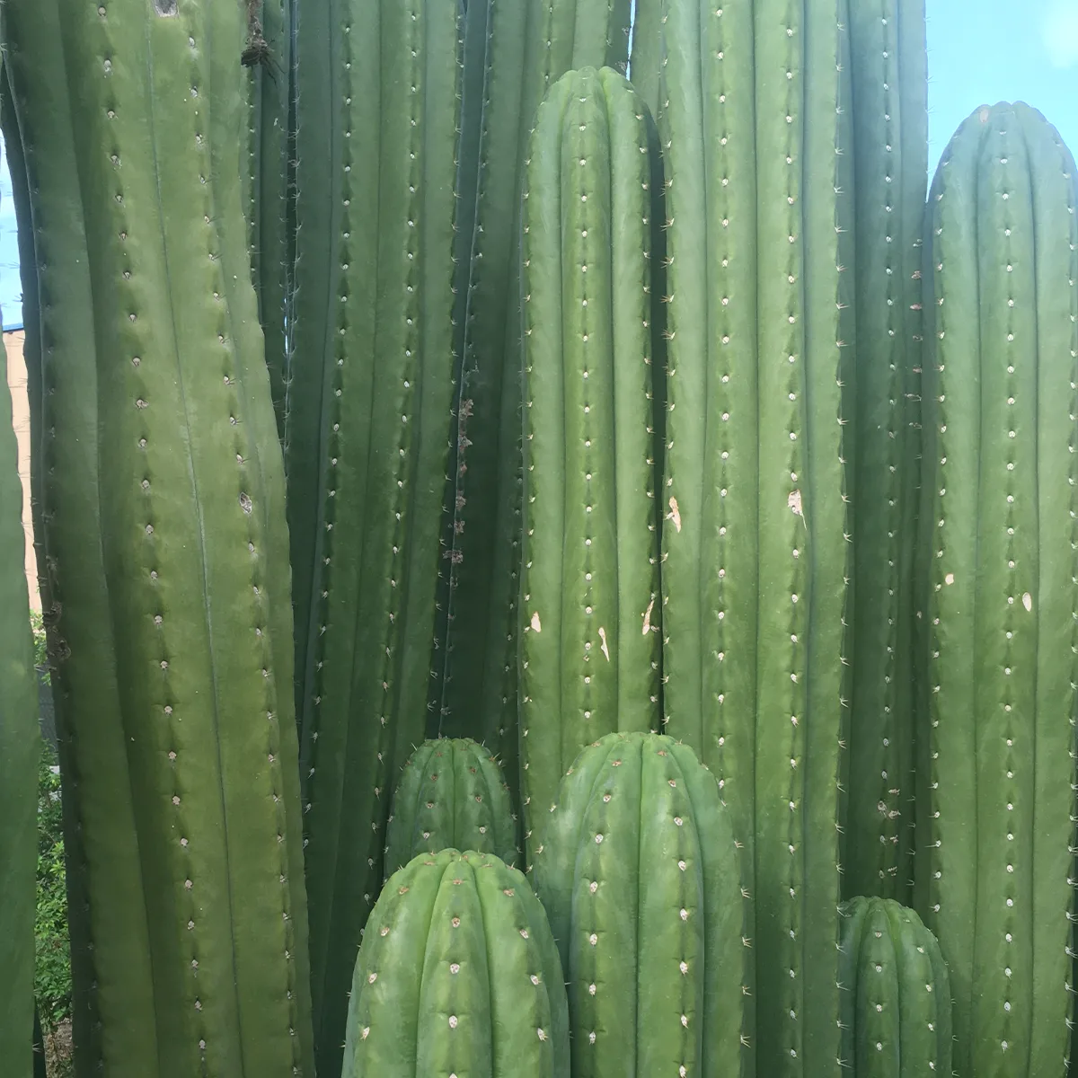 Trichocereus Pachanoi 4