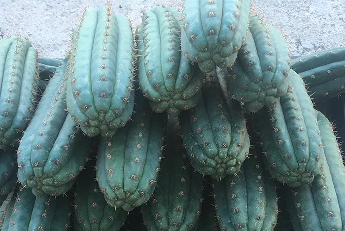 Trichocereus Pachanoi 2