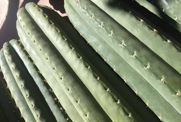 Trichocereus Pachanoi Bio - Tricholand