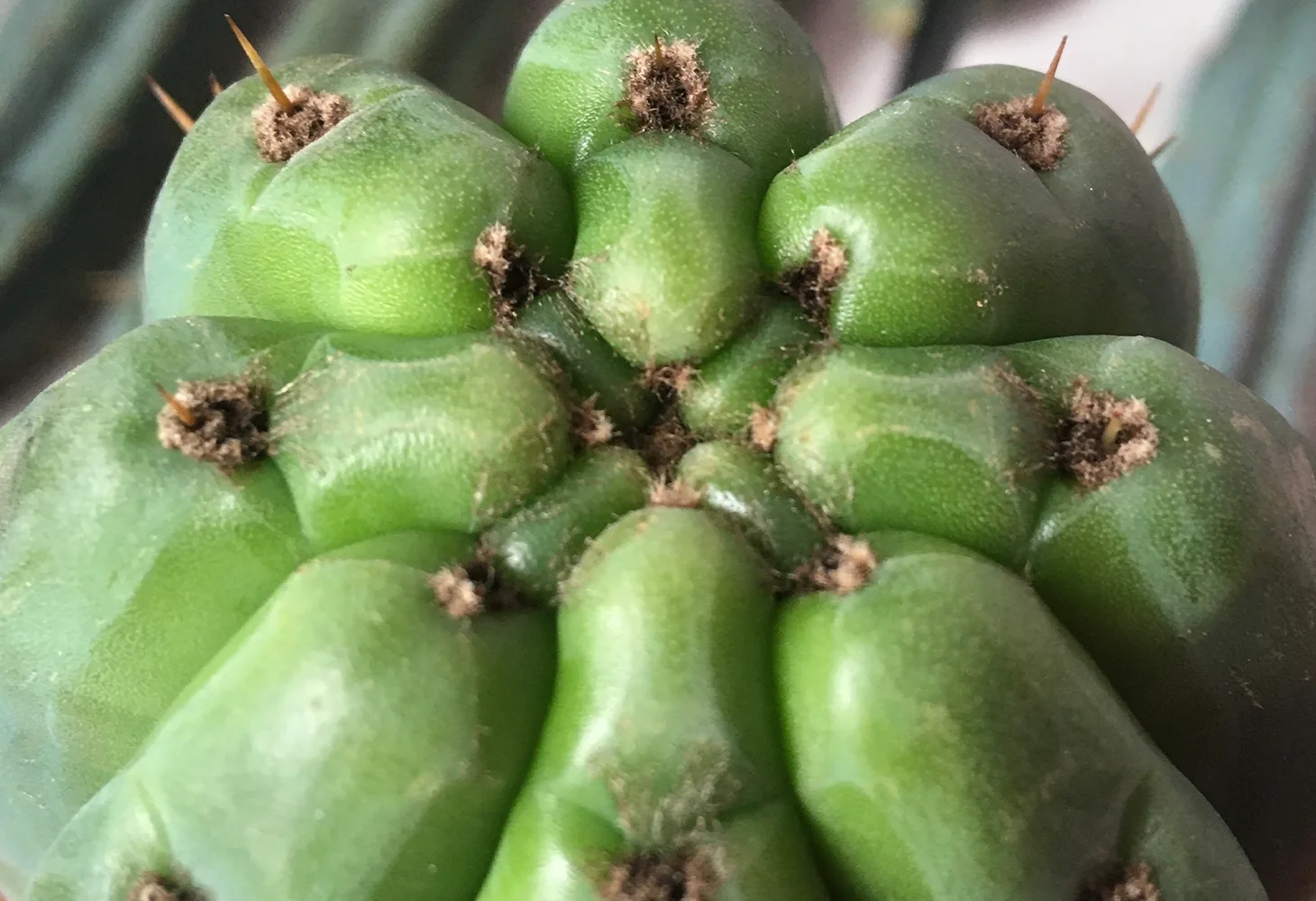 Trichocereus Pachanoi 4