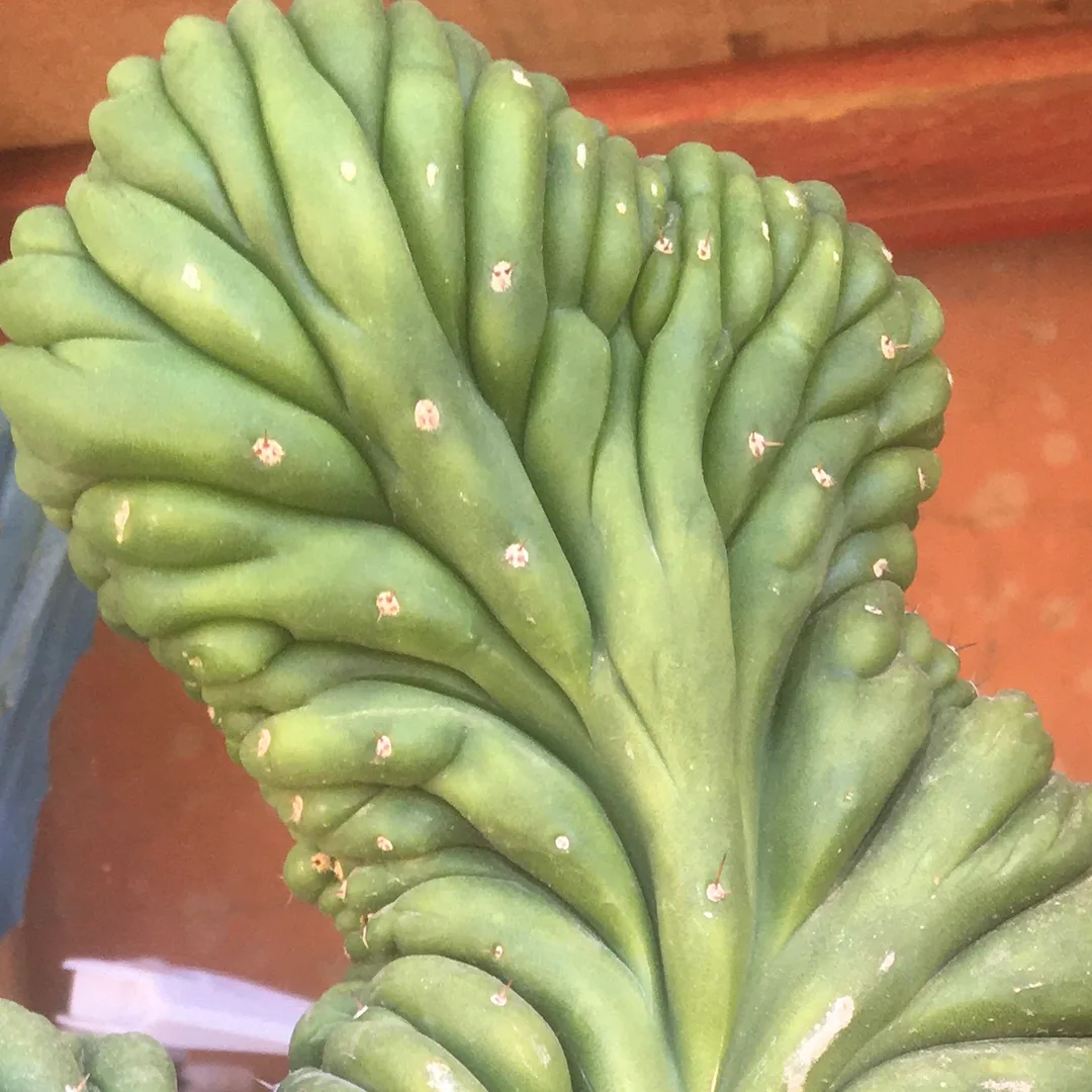 Otros cactus