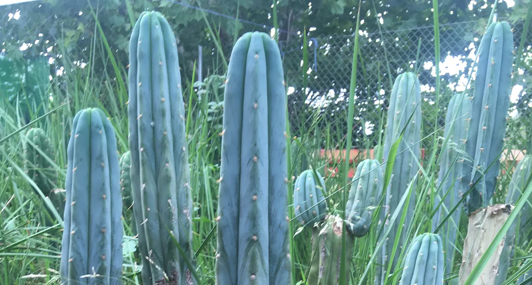 T. Bridgesii