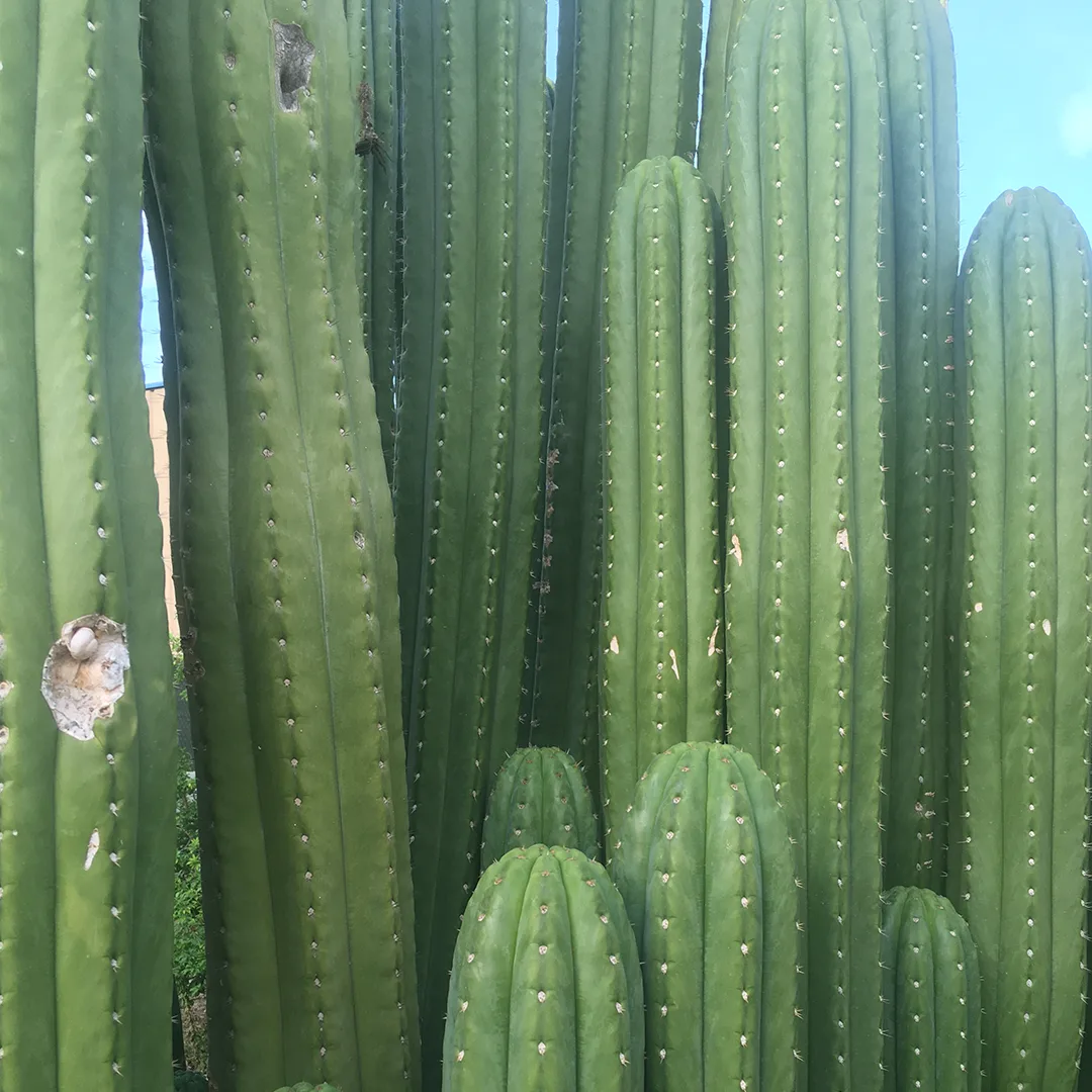 Trichocereus Pachanoi 1
