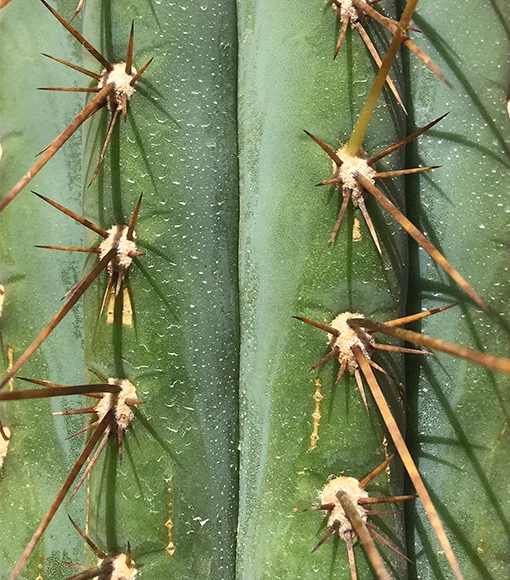 T. Peruvianus