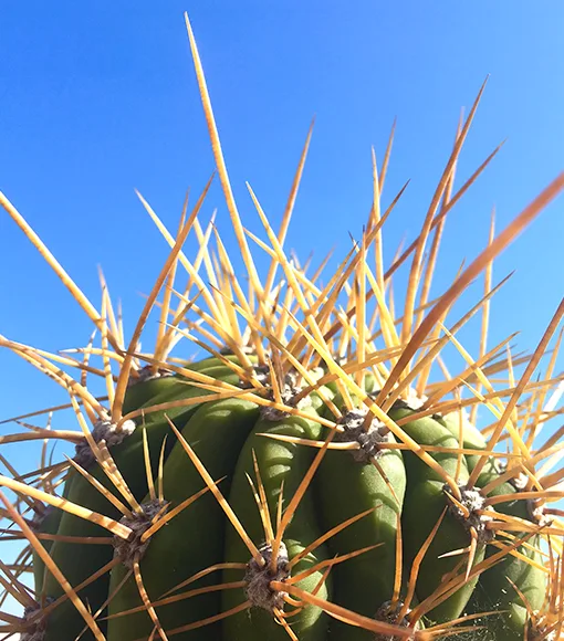 T. Terscheckii