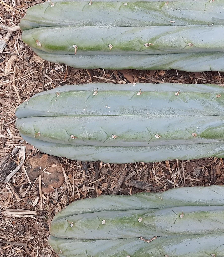 Tricholand nursery — Trichocereus producers in Murcia, Spain