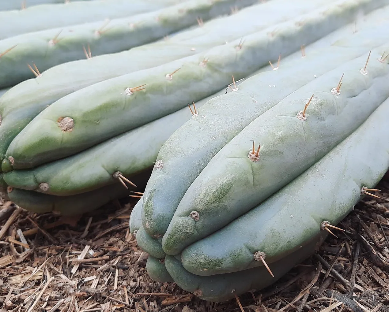 Trichocereus-Anbau