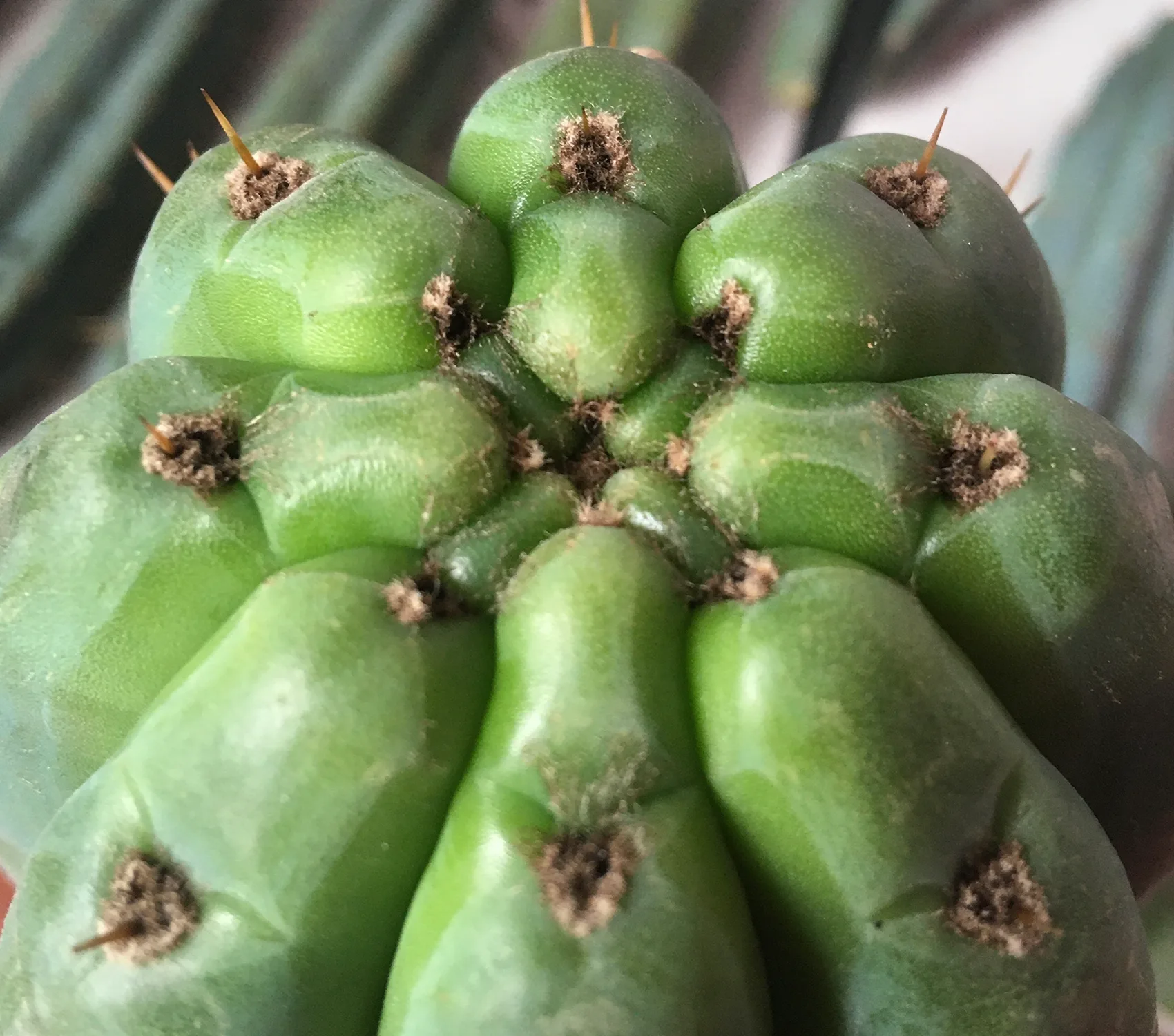 Trichocereus Pachanoi 3